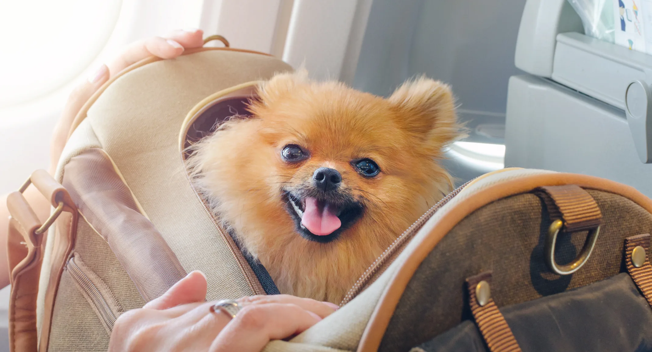 Dog sitting in a carrying case on an airplane